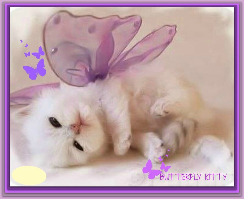 White Kitten with Butterfly Wings