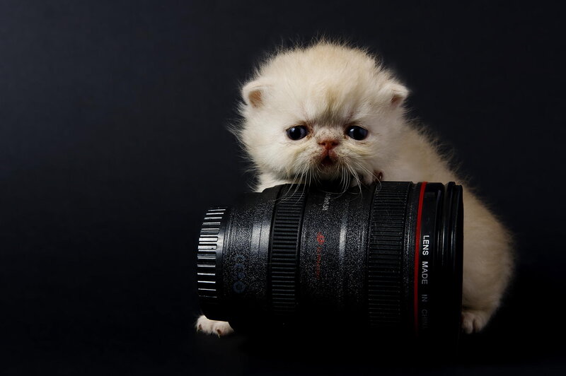 White Kitten with Camera Lens