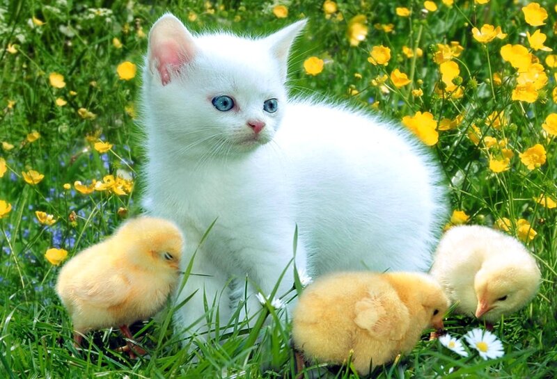 White Kitten with Chicks — Green, Peaceful