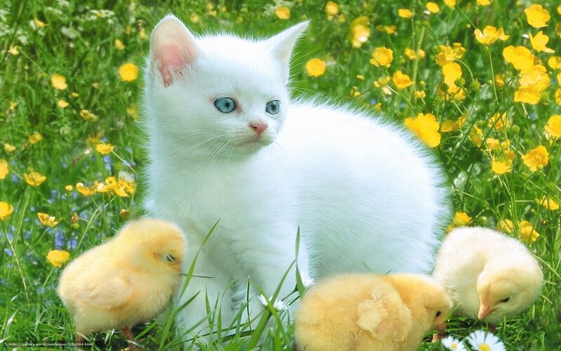 White Kitten with Chicks — Green, Serene