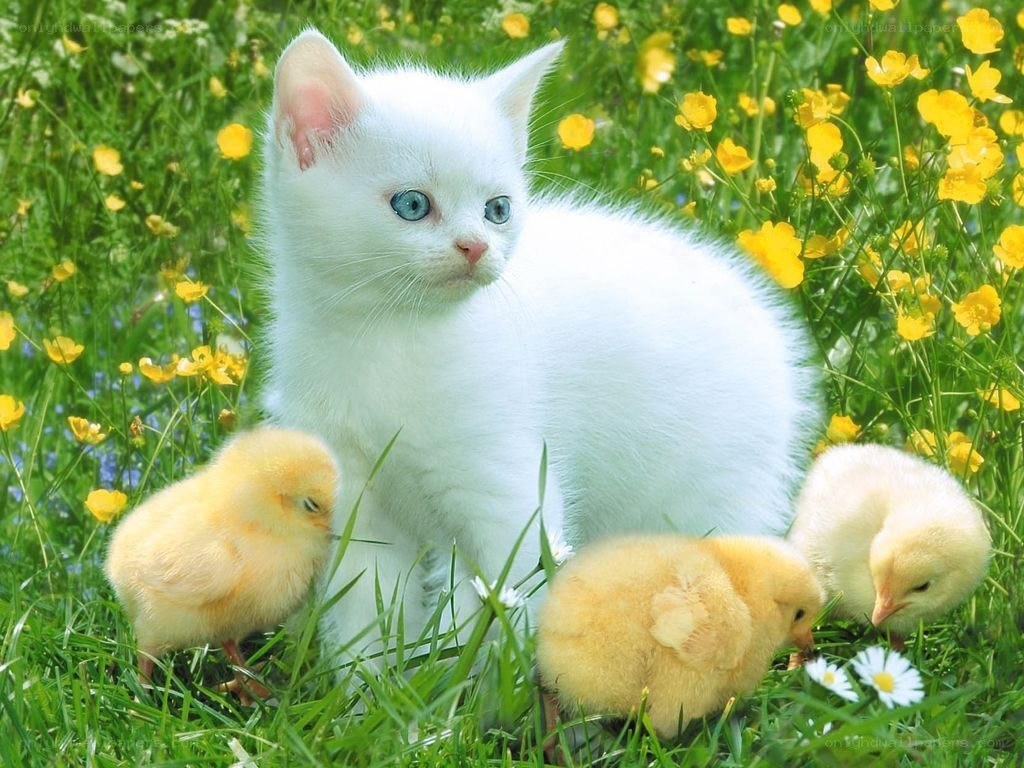 White kitten with chicks in field