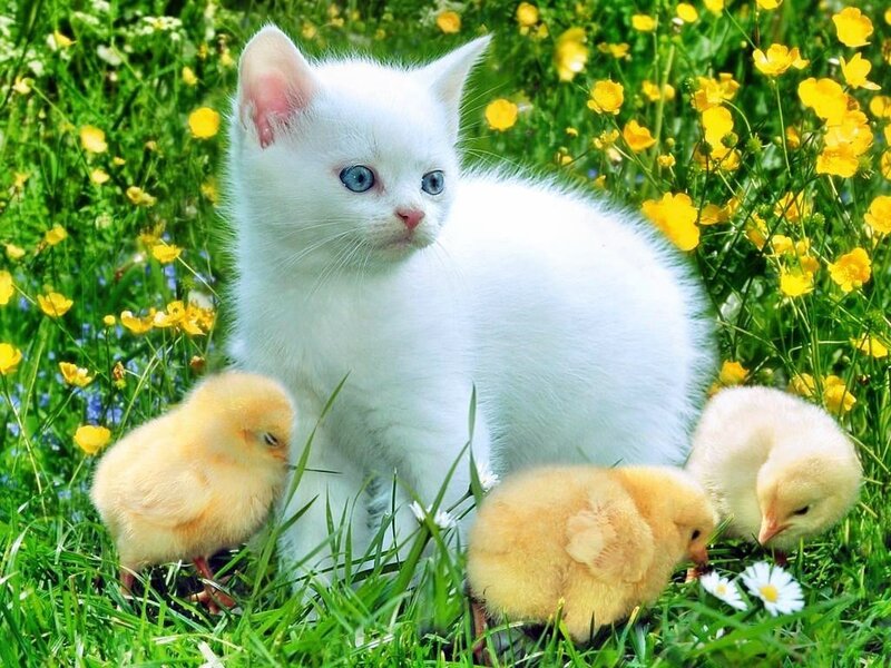 White Kitten with Chicks