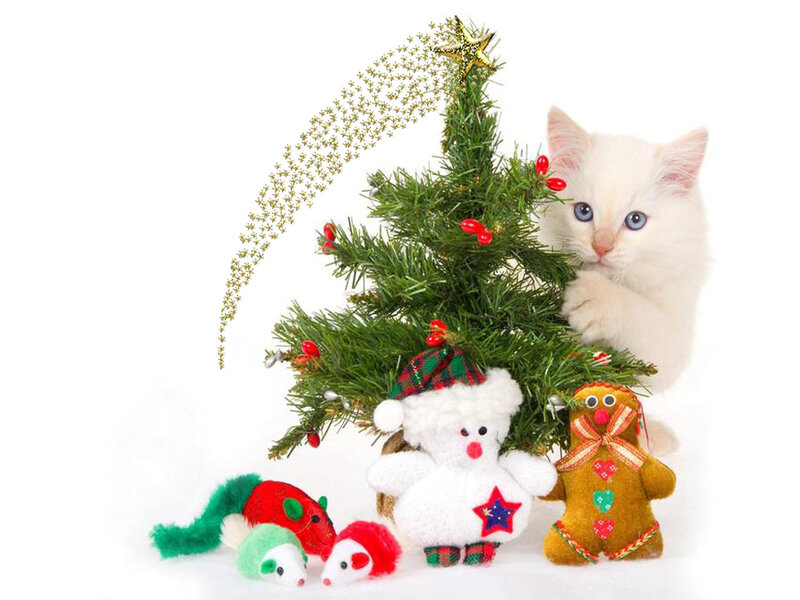 White Kitten with Christmas Tree