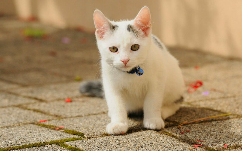 White Kitten with Collar