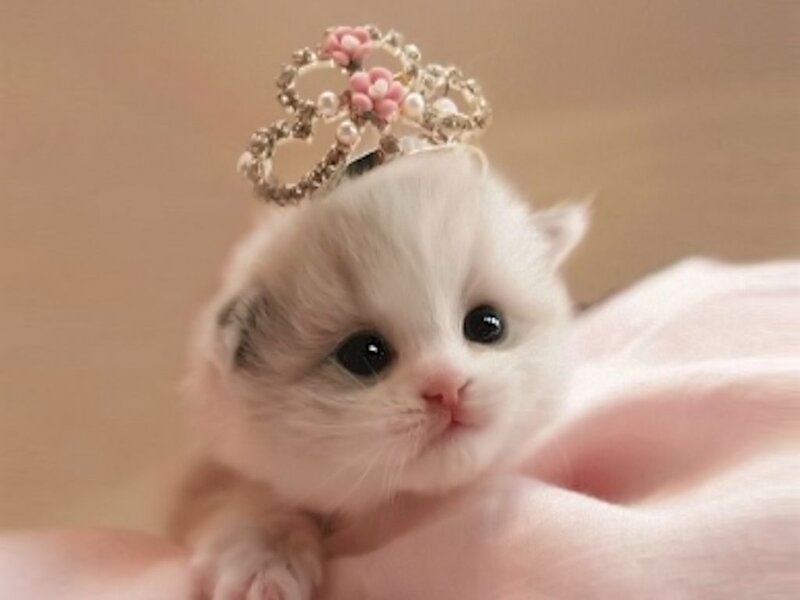 White Kitten with Crown