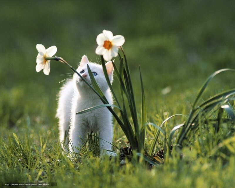 White kitten with daffodils