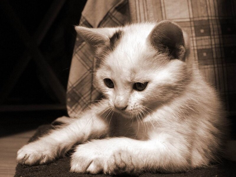White Kitten with Dark Ears
