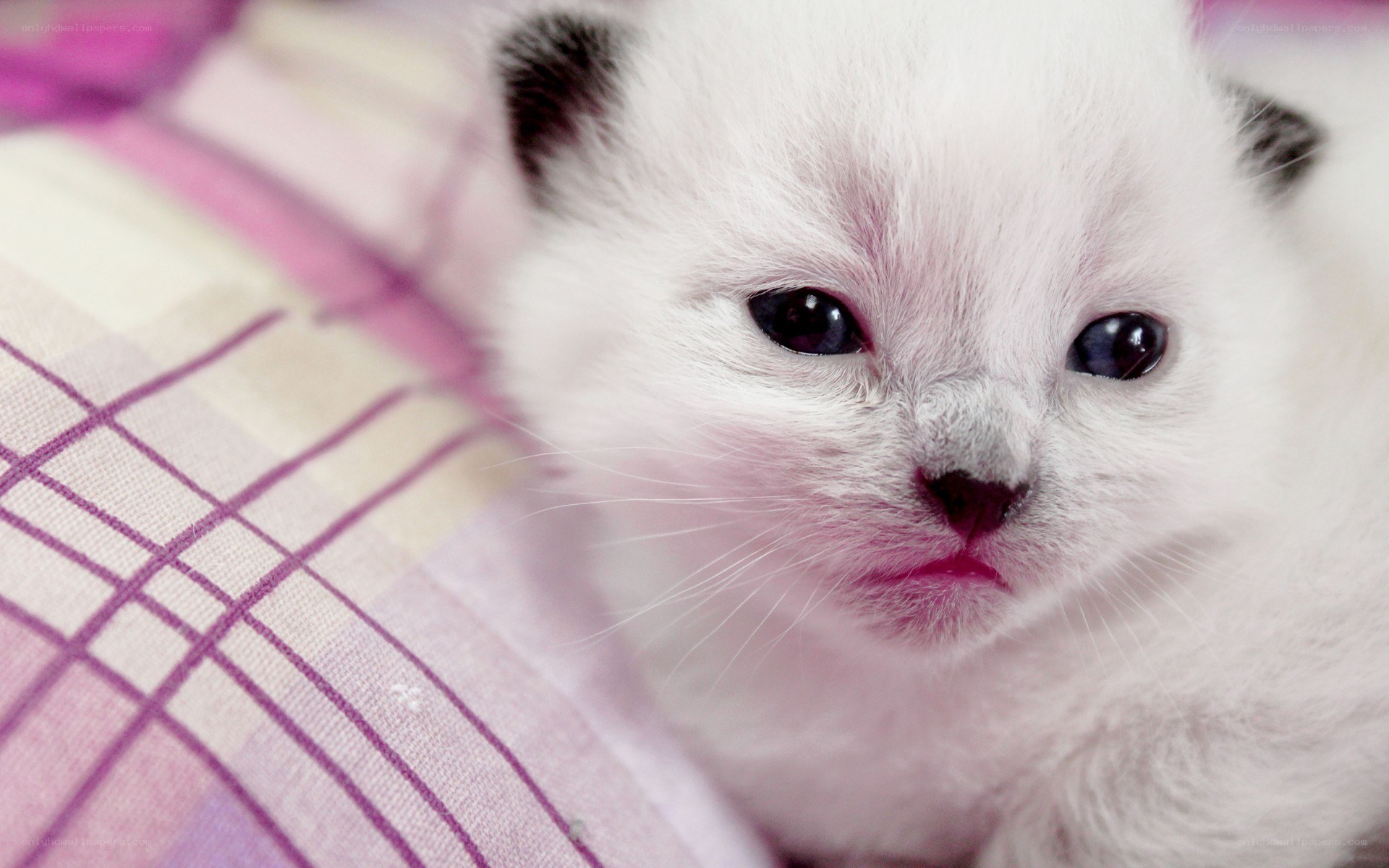white kitten with dark eyes