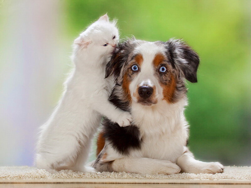 White Kitten with Dog