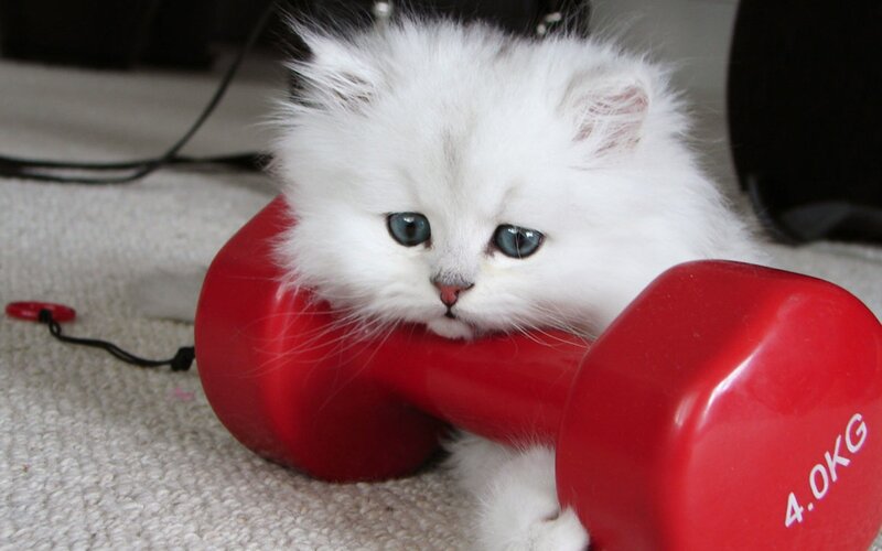 White Kitten with Dumbbell — Calm, Photograph, Carpet