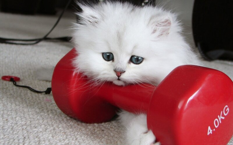 White Kitten with Dumbbell — Calm, Photograph