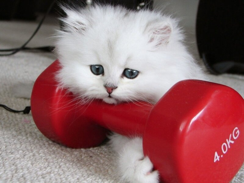 White Kitten with Dumbbell — Calm