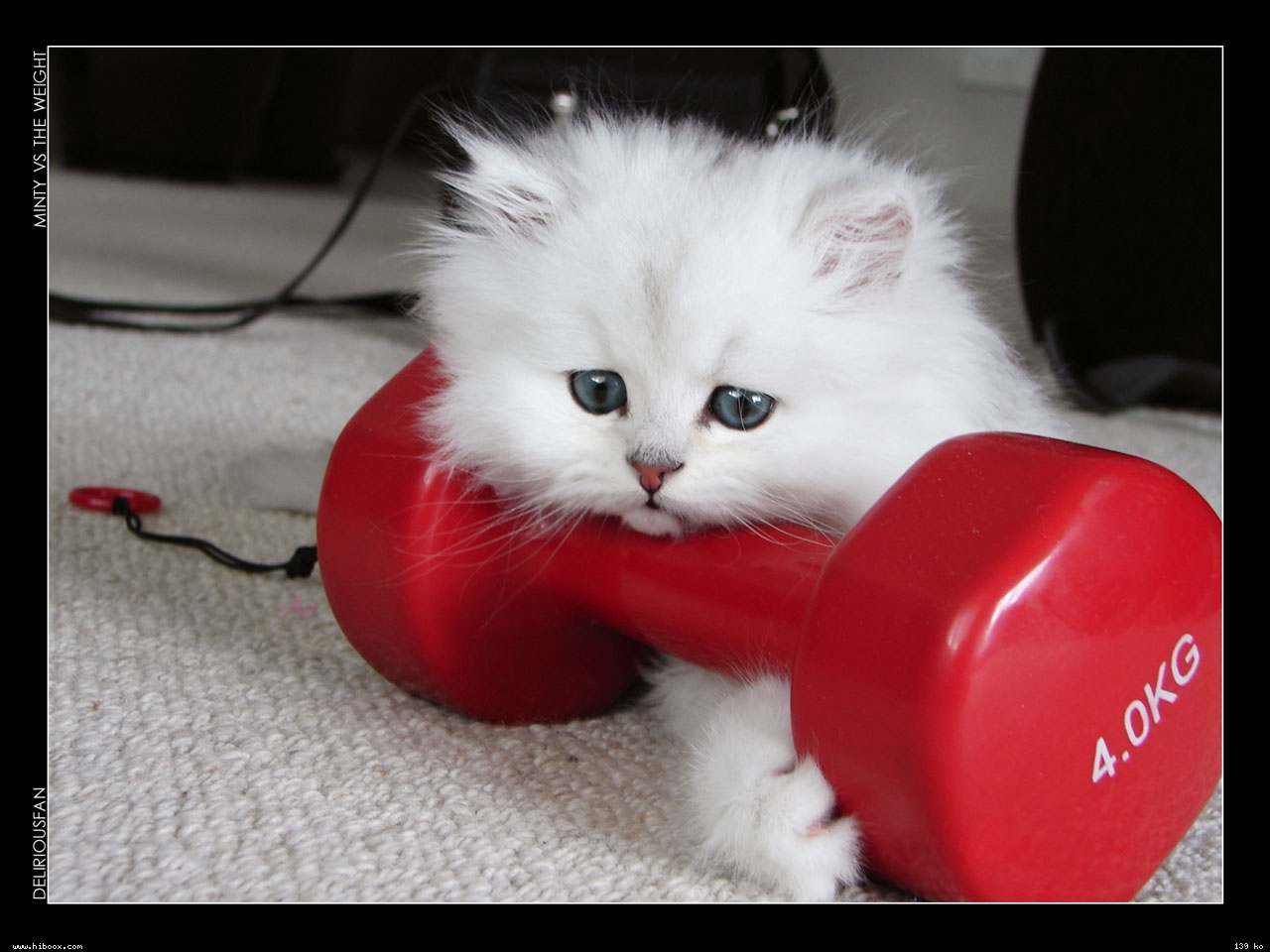 White kitten with dumbbell