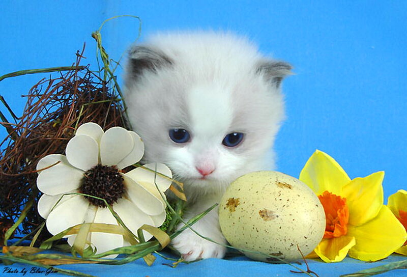 White Kitten with Eggs