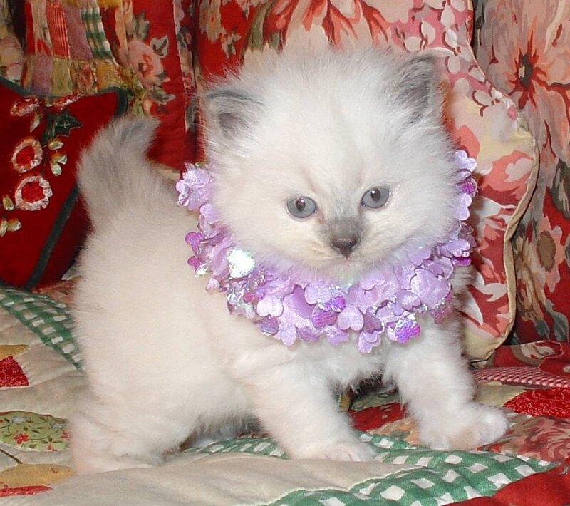 White Kitten with Flower Collar
