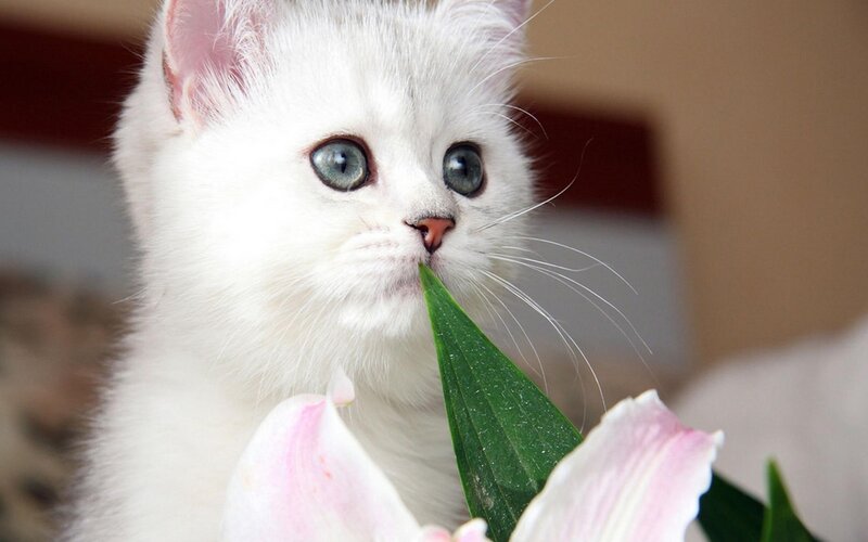 White Kitten with Flower