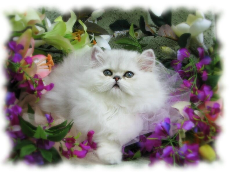 White kitten with flowers