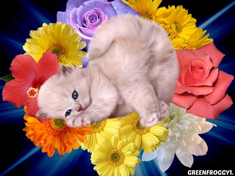 White Kitten with Flowers — Blue