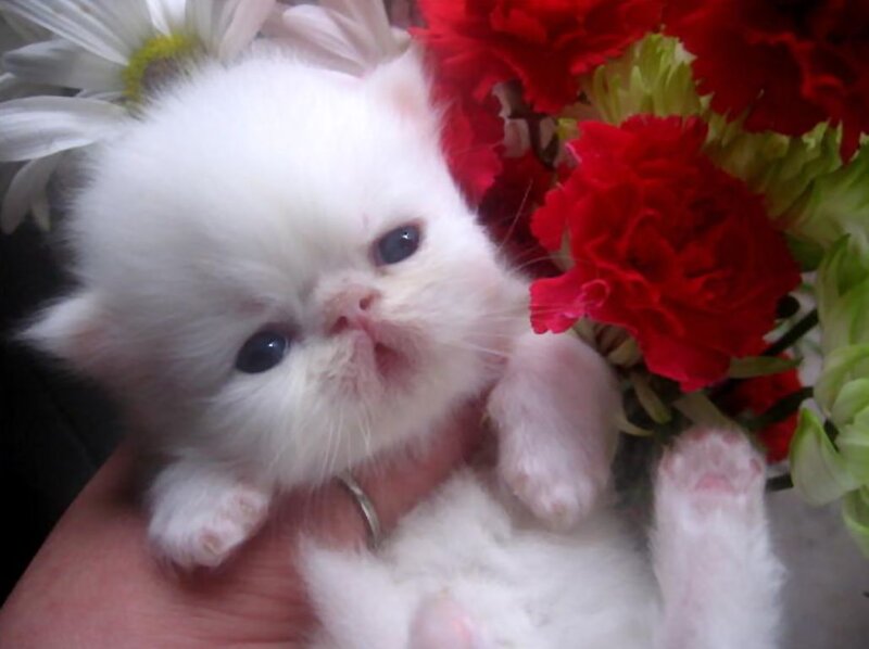 White Kitten with Flowers — Calm, Photograph
