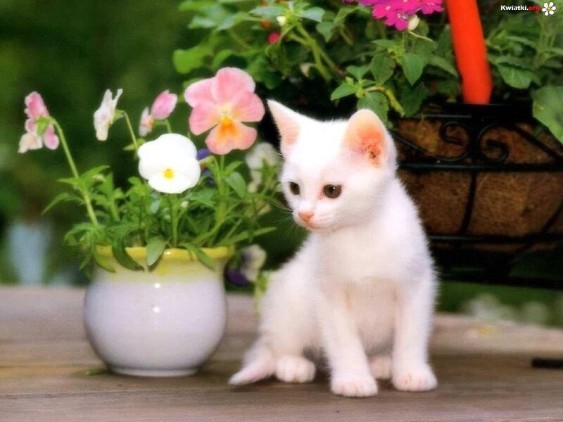 White Kitten with Flowers — Serene, Afternoon