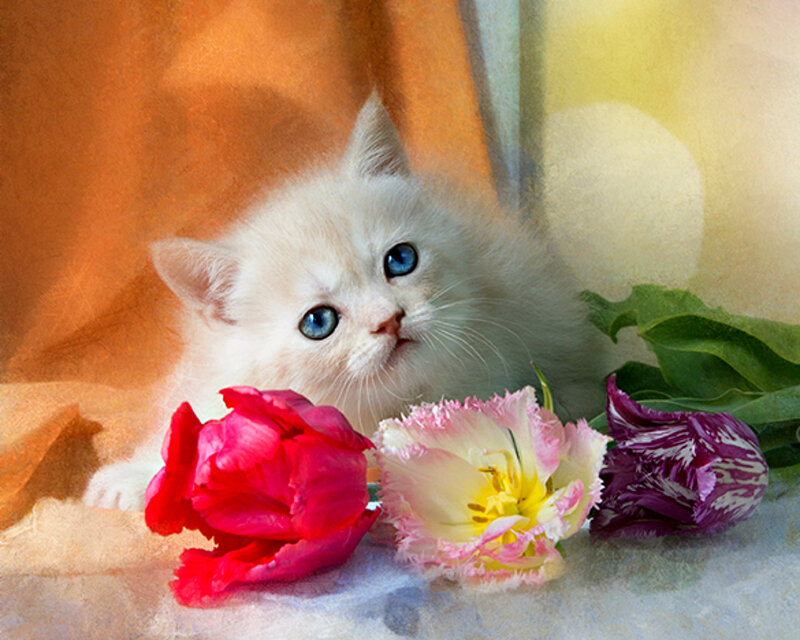 White Kitten with Flowers — Serene, Painting