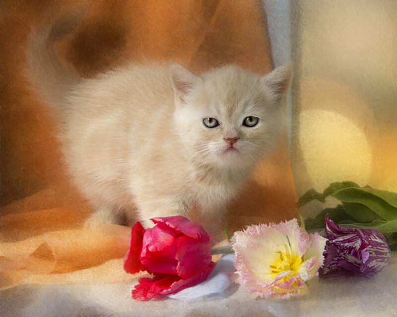 White Kitten with Flowers — Serene, Painting, Tulips