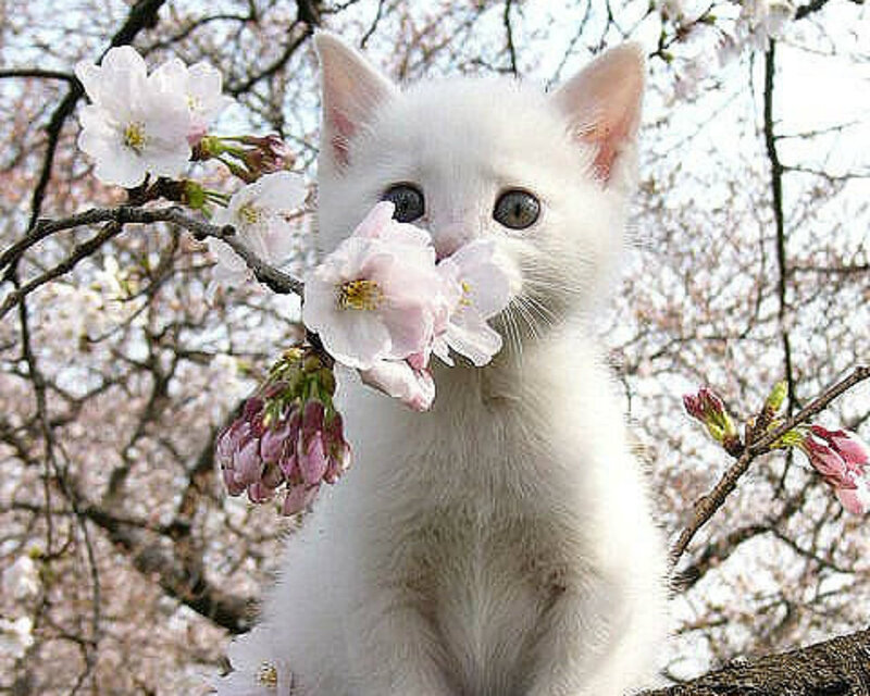 White Kitten with Flowers — Serene, Spring