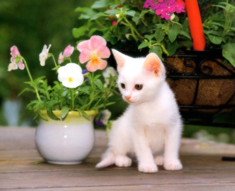 White Kitten with Flowers — Serene