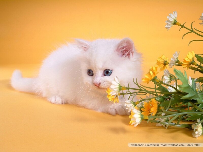 white kitten with flowers