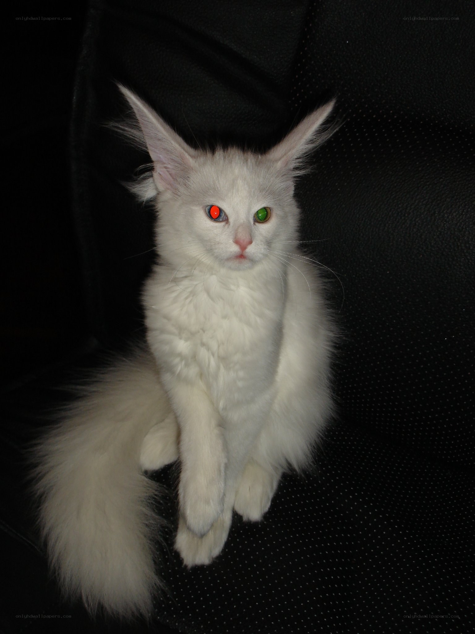 white kitten with glowing eyes