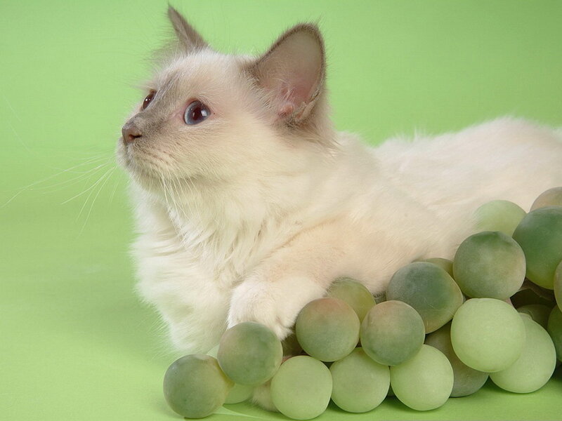 White Kitten with Grapes