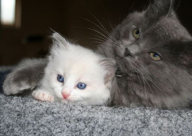 White Kitten with Gray Cat