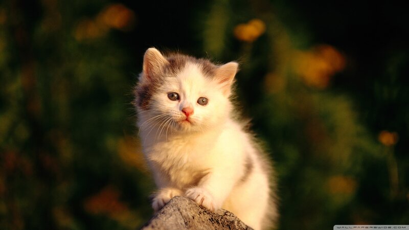 White Kitten with Gray Patches — Calm