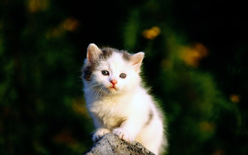 White Kitten with Gray Patches