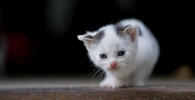 White Kitten with Gray Spots