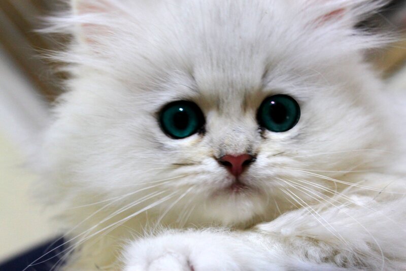 White Kitten with Green Eyes — Calm, Photograph