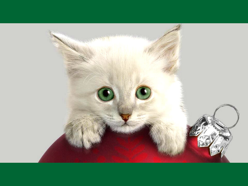 White Kitten with Green Eyes — Innocent