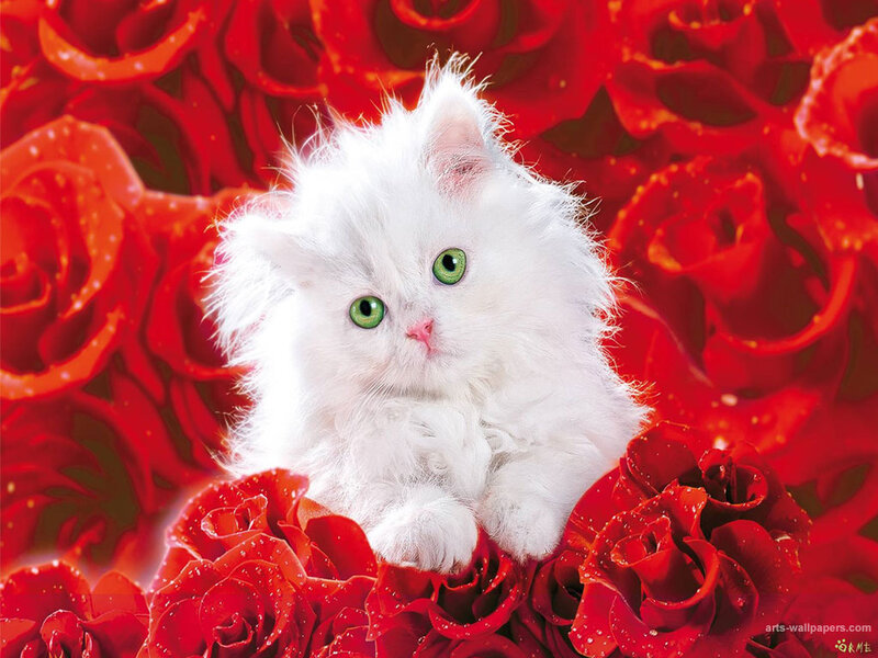 White Kitten with Green Eyes — Red, Calm, Photograph