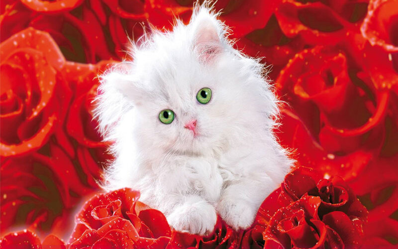 White Kitten with Green Eyes — Red, Calm