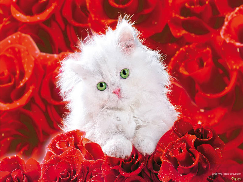 White Kitten with Green Eyes — Red