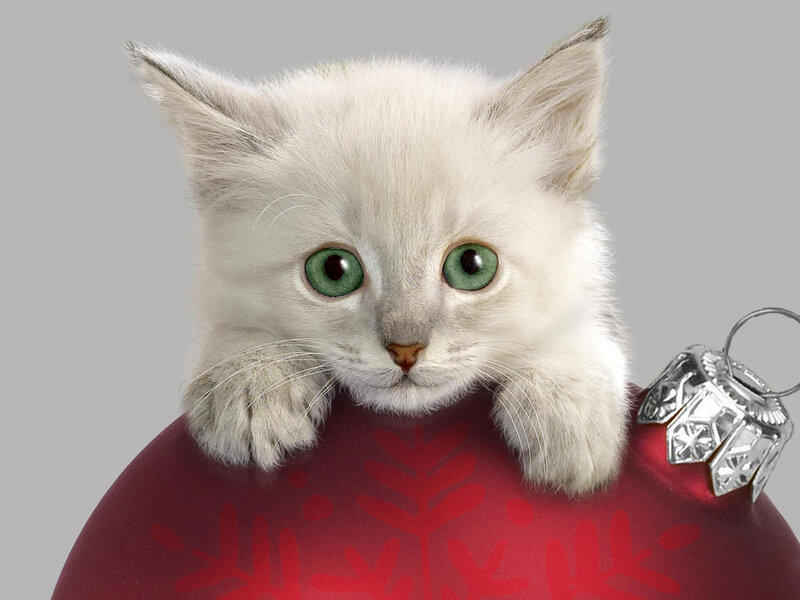 White Kitten with Green Eyes
