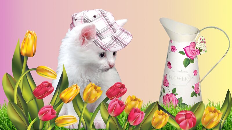 White Kitten with Hat