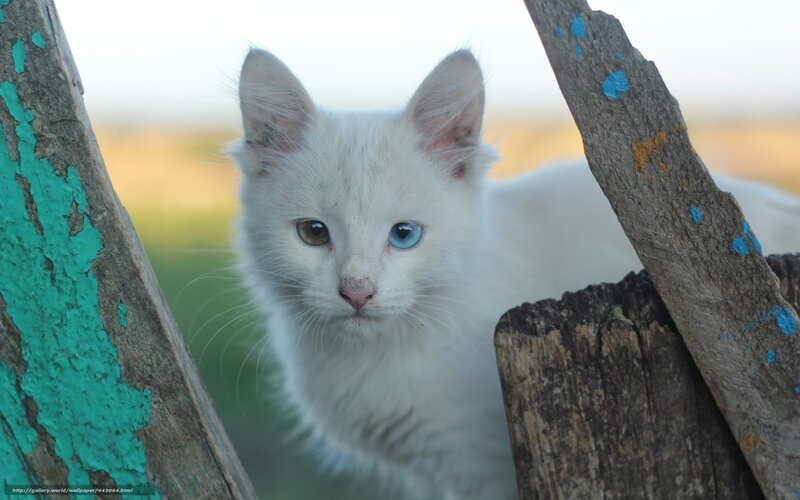 White Kitten with Heterochromia — Calm, Afternoon