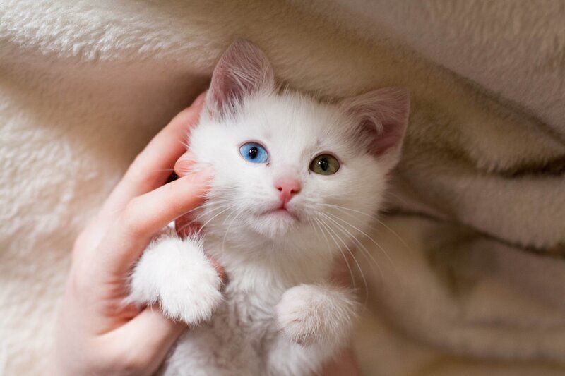 White Kitten with Heterochromia — Calm