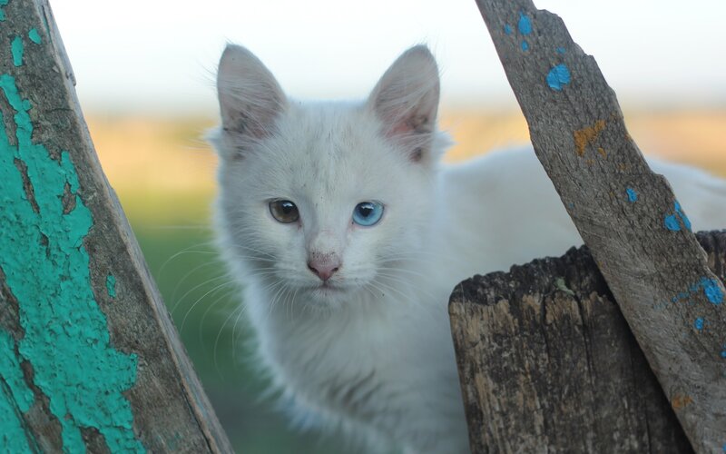 White Kitten with Heterochromia — Curious