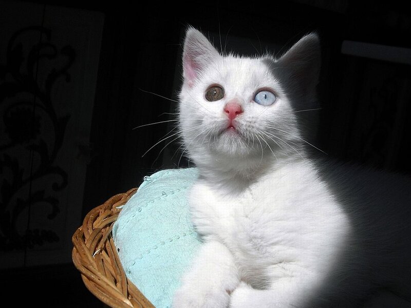 White Kitten with Heterochromia — Dramatic
