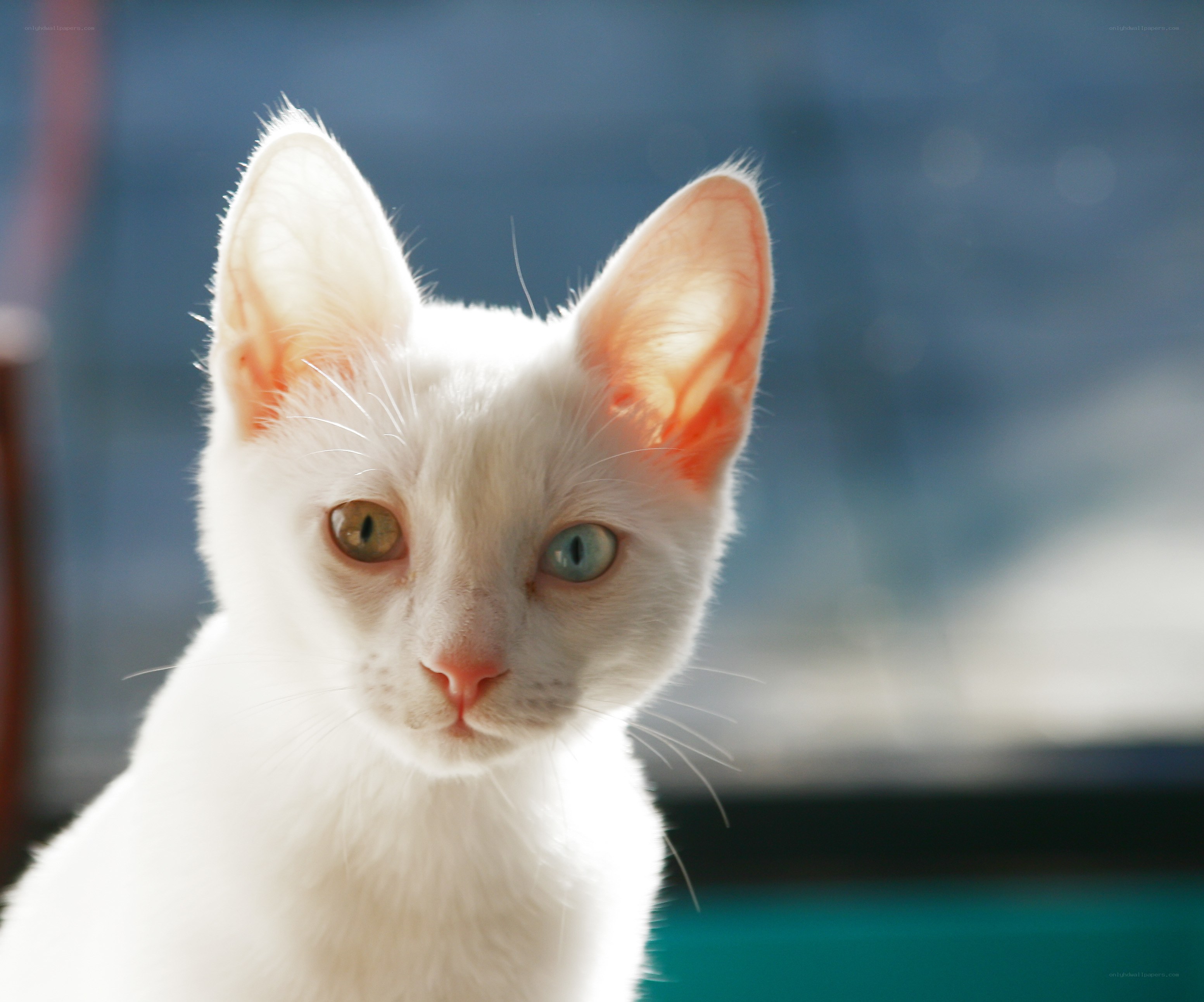 white kitten with heterochromia