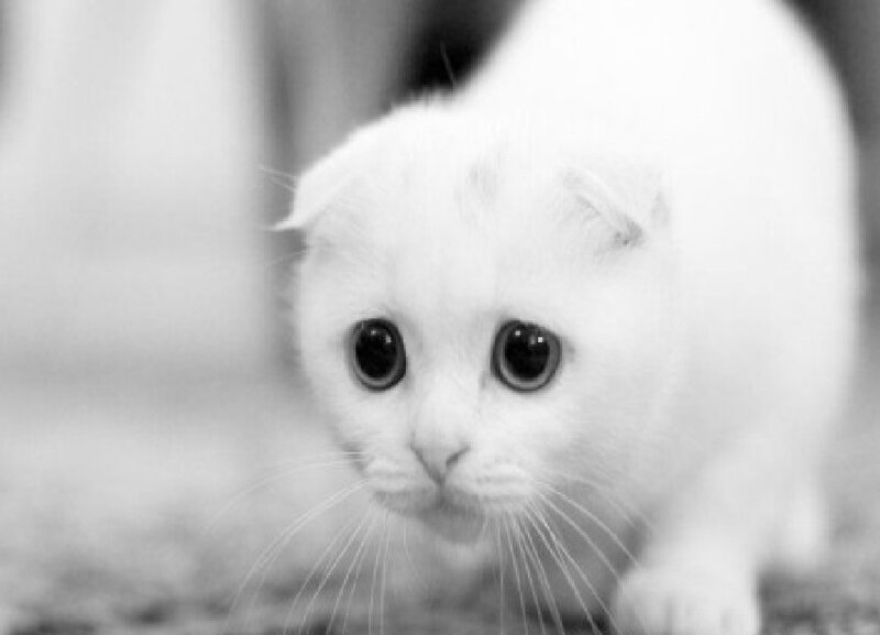 White Kitten with Large Eyes