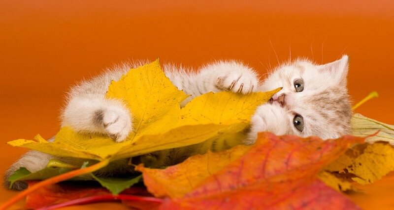 White Kitten with Leaves