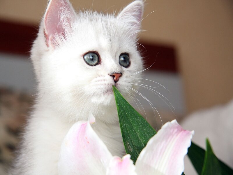 white kitten with lily